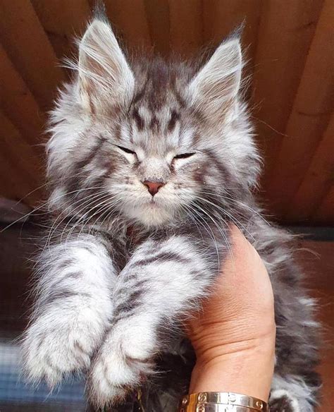 MAINE COON. The Maine Coon is a majestic and much-loved cat breed known for its striking appearance and friendly personality. Renowned for being one of the largest domesticated cats, Maine Coons possess a muscular build, a long and flowing coat that comes in a wide range of colors and patterns, and their signature tufted ears and bushy …